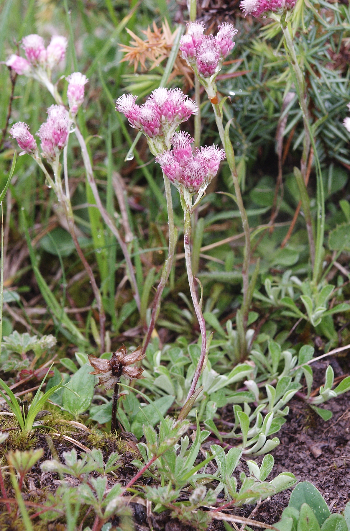 Stoloniferous pussytoes: Antennaria dioica , Frankenhöhe, Germany