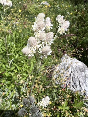 Stoloniferous pussytoes (Antennaria dioica)