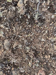 Whip pussytoes (Antennaria flagellaris)