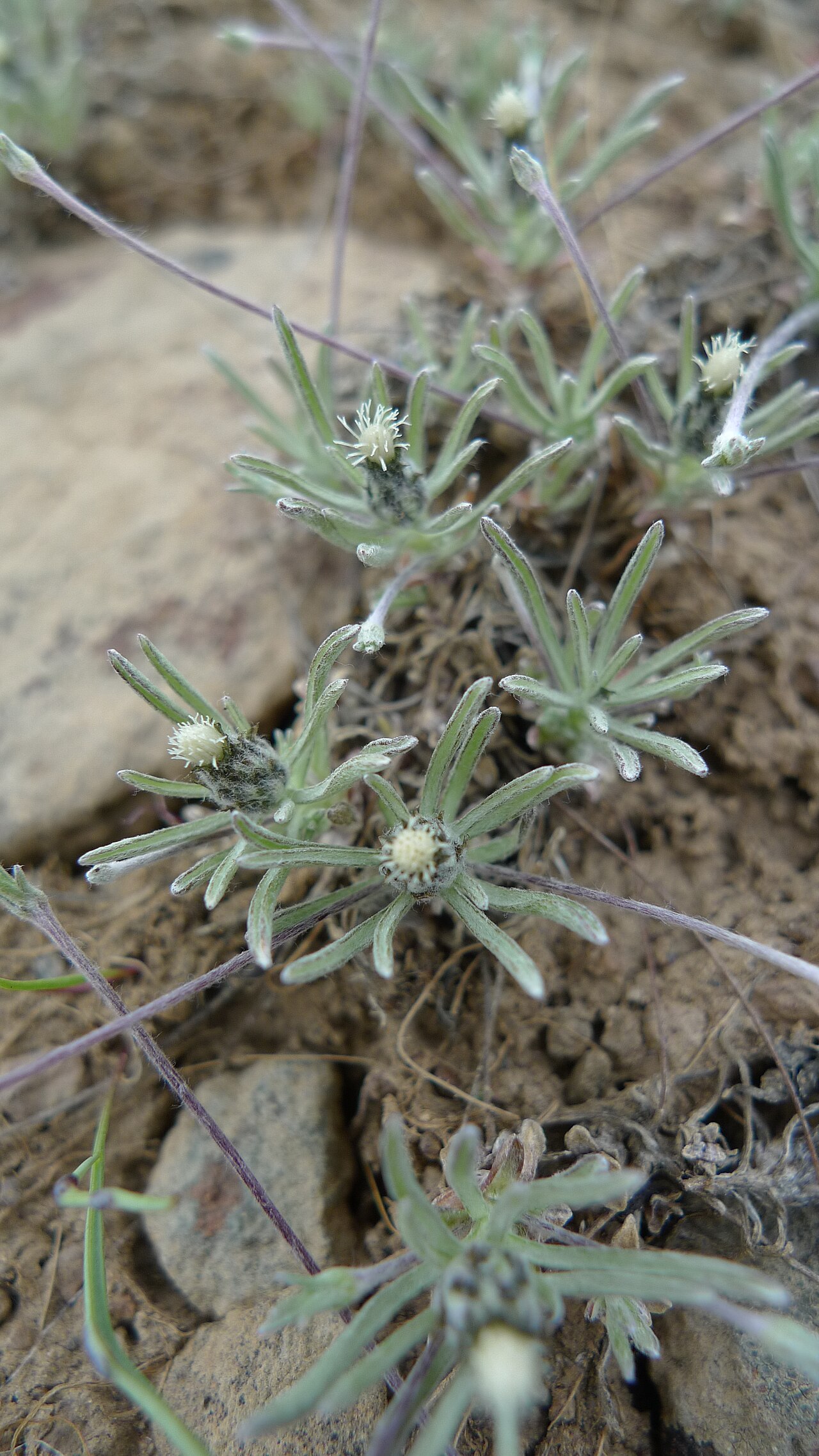Whip pussytoes: Antennaria flagellaris on Badger Mountain, Douglas County Washington