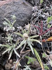 Whip pussytoes (Antennaria flagellaris)