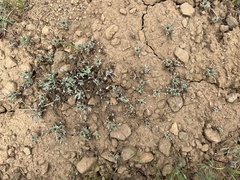 Whip pussytoes (Antennaria flagellaris)