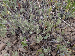 Whip pussytoes (Antennaria flagellaris)