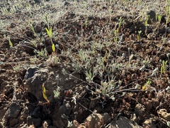Whip pussytoes (Antennaria flagellaris)