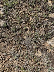Whip pussytoes (Antennaria flagellaris)