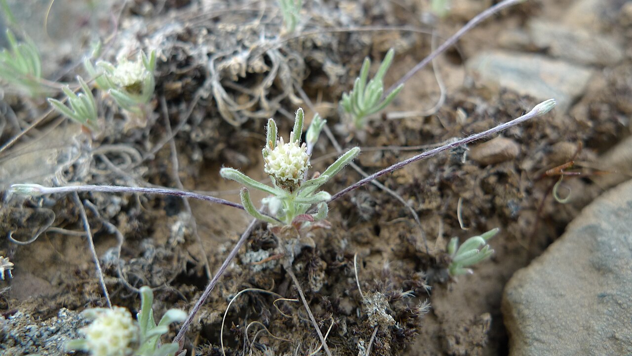 Whip pussytoes: Antennaria flagellaris on Badger Mountain, Douglas County Washington