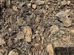 Whip pussytoes (Antennaria flagellaris)