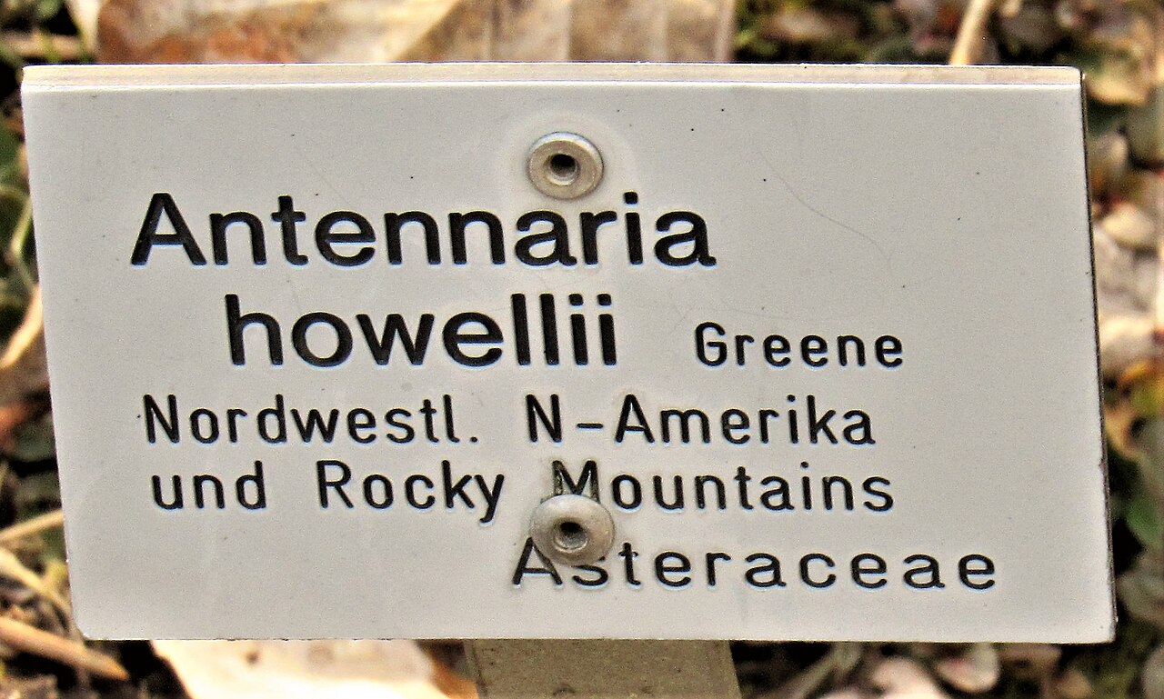Howell's pussytoes: Infotafel Antennaria howelii Greene