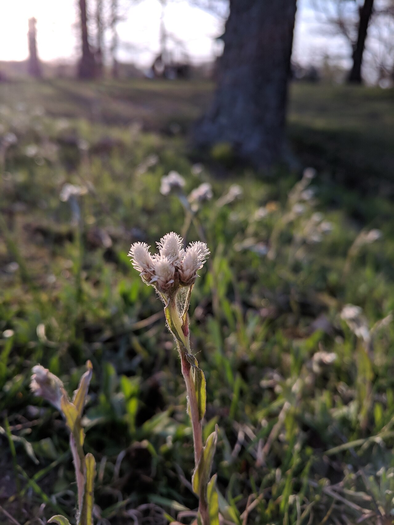 Howell's pussytoes: Antennaria howellii - Small Pussytoes - Ingham County, MI, USA