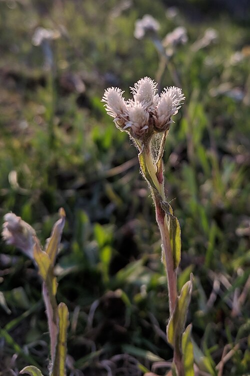Howell's pussytoes: Antennaria howellii - Small Pussytoes - Ingham County, MI, USA