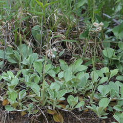 Woman's tobacco (Antennaria plantaginifolia)