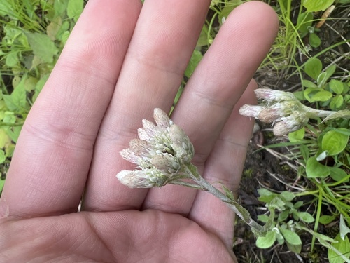 Woman's tobacco (Antennaria plantaginifolia)