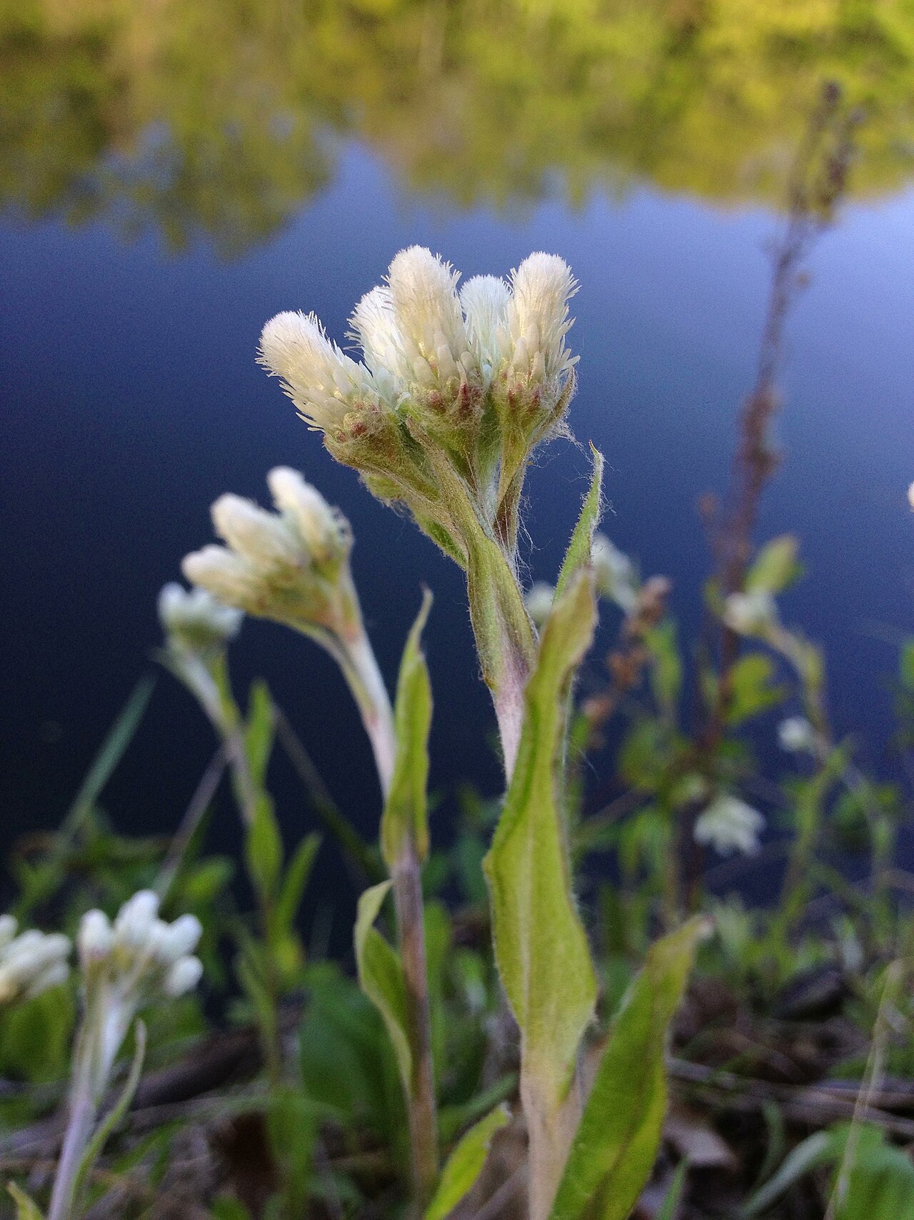 Woman's tobacco: Photograph of Antennaria plantaginifolia in flower. This is a native plant growing wild in the C & O Canal National Historic Park, Montgomery county, Maryland,