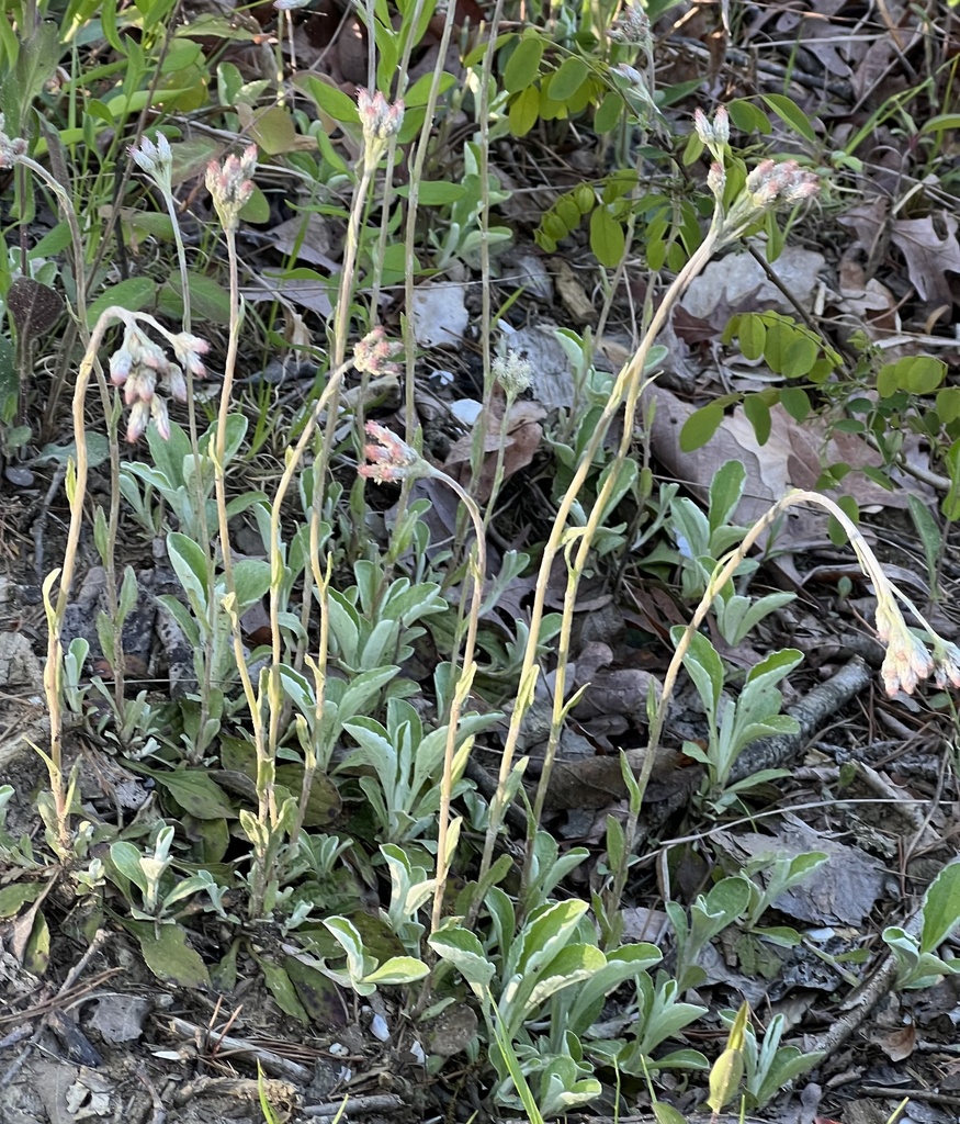 Woman's tobacco (Antennaria plantaginifolia)