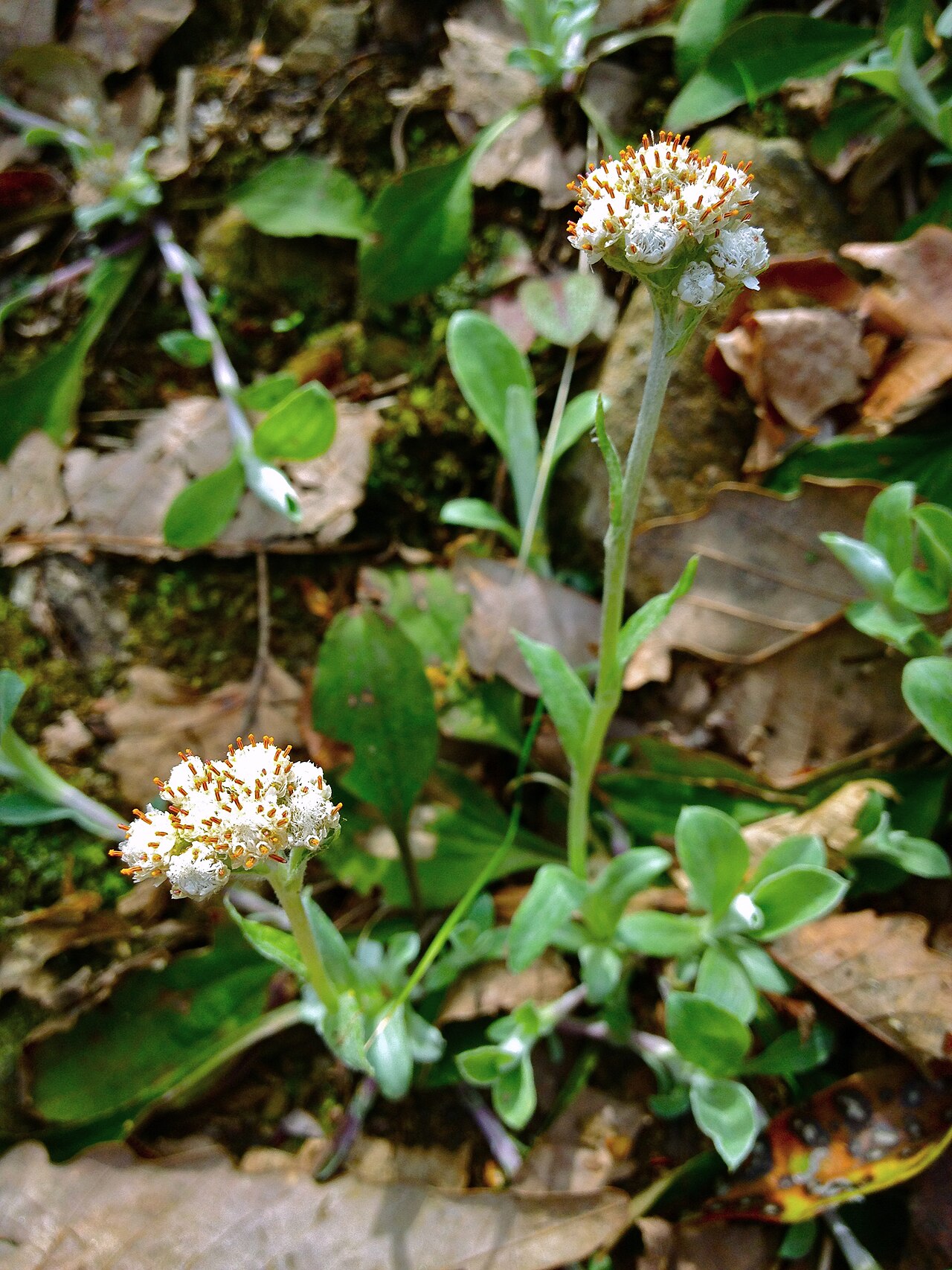 Woman's tobacco: Photograph of Antennaria plantaginifolia in flower. This is a native plant growing wild in Scotts Run Nature Preserve, Fairfax county, Virginia, USA. This speci