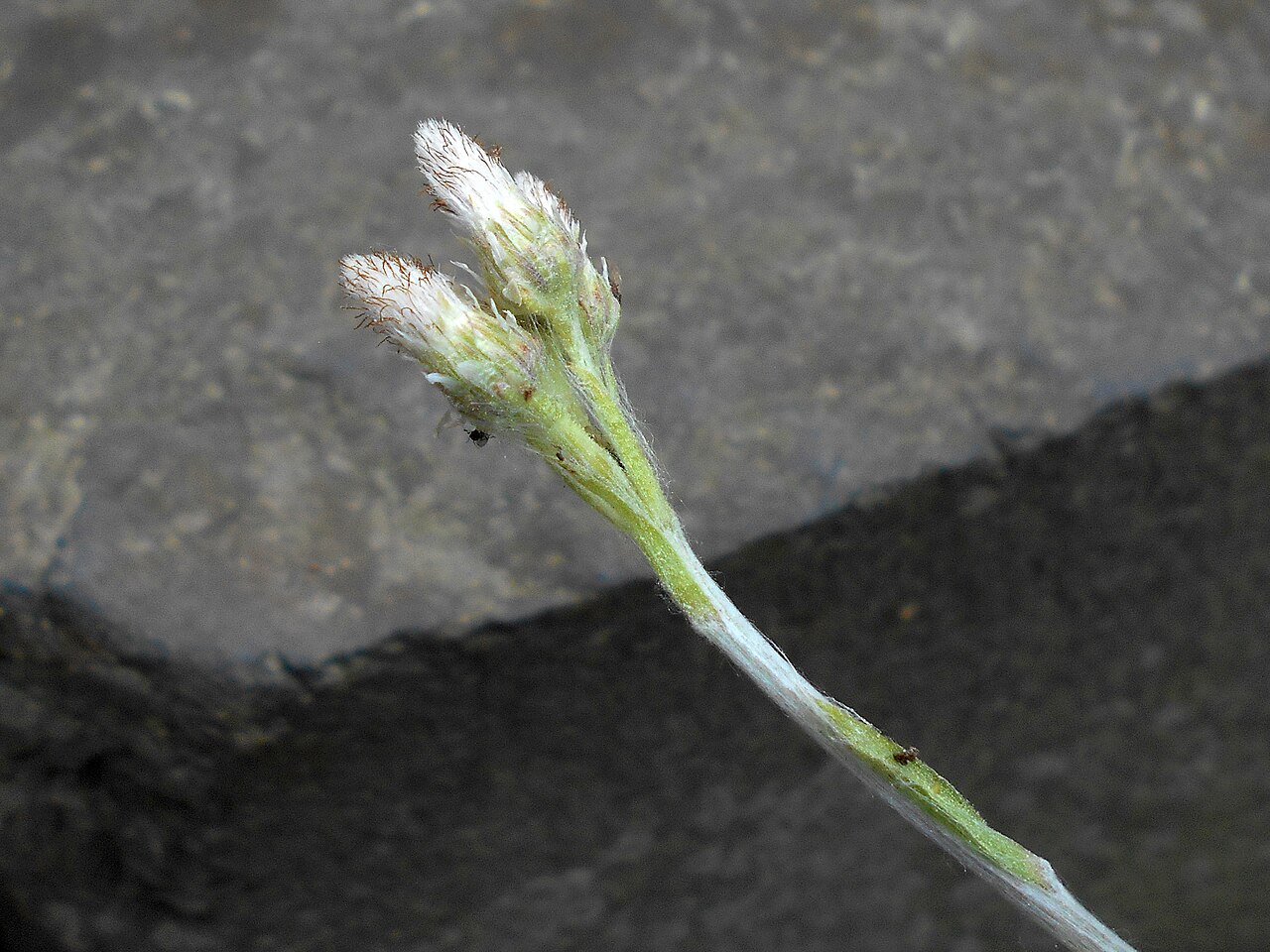 Woman's tobacco: Ukwap babkolistny ( Antennaria plantaginifolia ), Botanischer Garten Berlin.