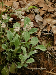Woman's tobacco (Antennaria plantaginifolia)