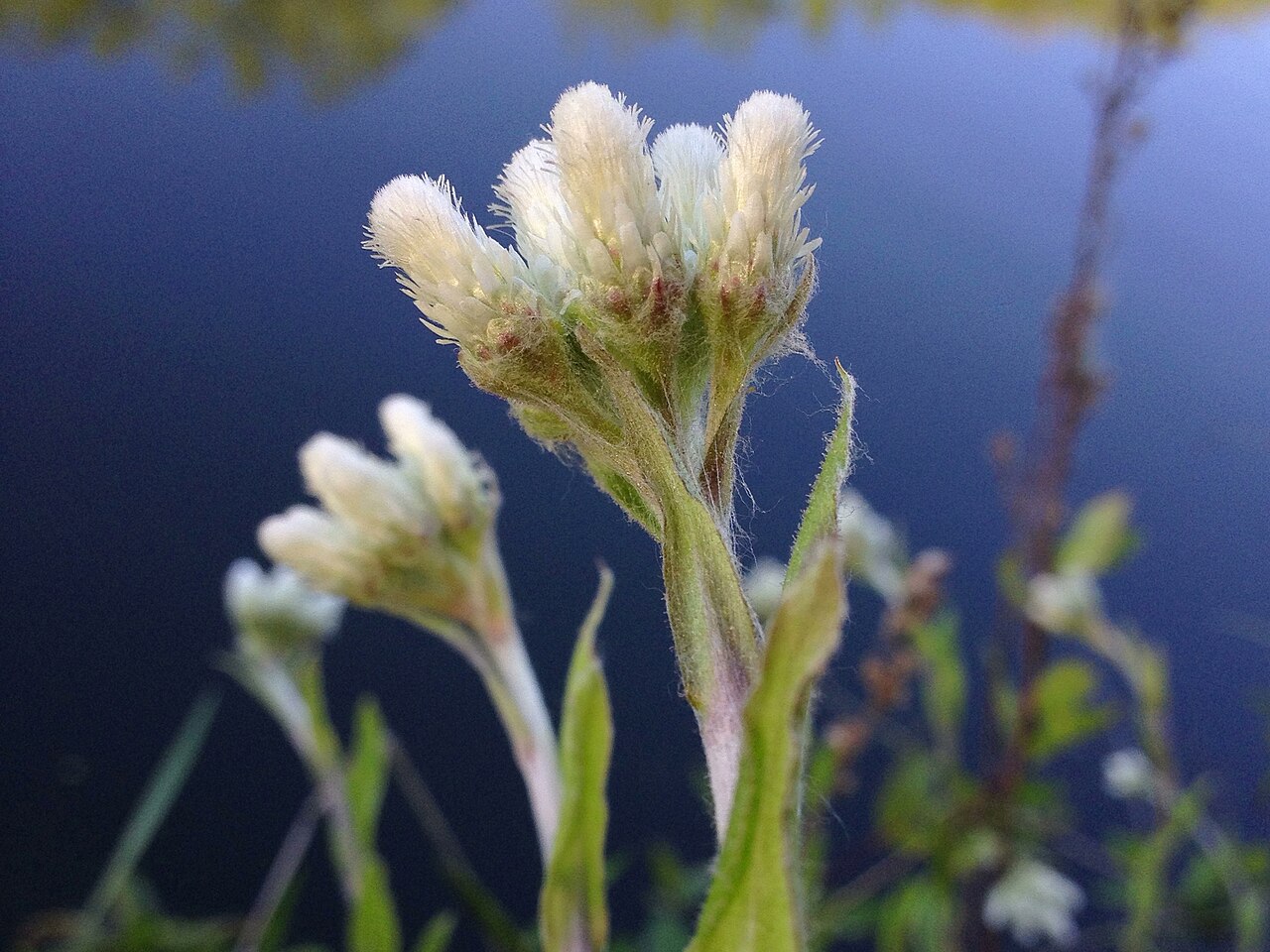 Woman's tobacco: Photograph of Antennaria plantaginifolia in flower. This is a native plant growing wild in the C & O Canal National Historic Park, Montgomery county, Maryland,