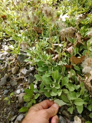 Woman's tobacco (Antennaria plantaginifolia)