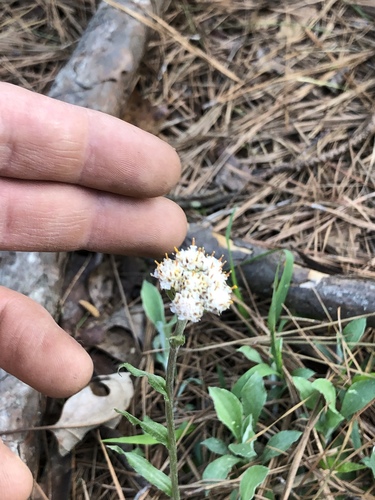 Woman's tobacco (Antennaria plantaginifolia)