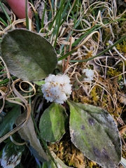 Woman's tobacco (Antennaria plantaginifolia)