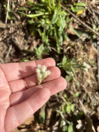 Woman's tobacco (Antennaria plantaginifolia)