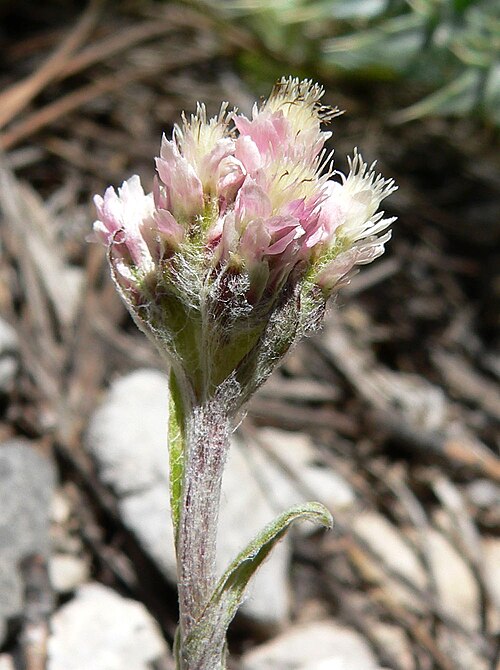 Rosy pussytoes: Antennaria rosea in Lee Canyon on the Bristlecone Trail near the trailhead, Spring Mountains, southern Nevada