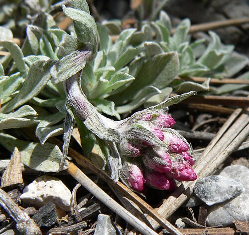 Rosy pussytoes: Antennaria rosea in Lee Canyon near junction of 156 and 158, Spring Mountains, southern Nevada