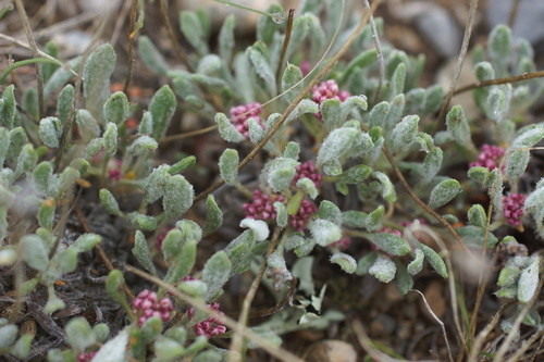 Rosy pussytoes (Antennaria rosea)