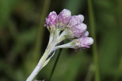 Rosy pussytoes (Antennaria rosea)