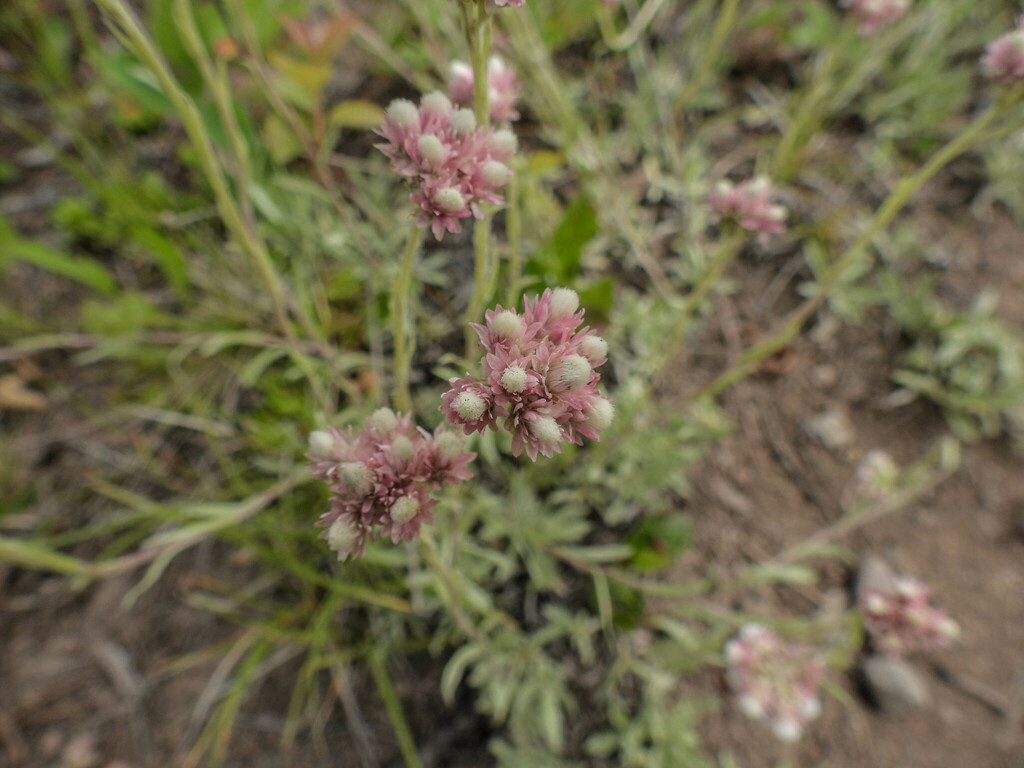 Rosy pussytoes (Antennaria rosea)