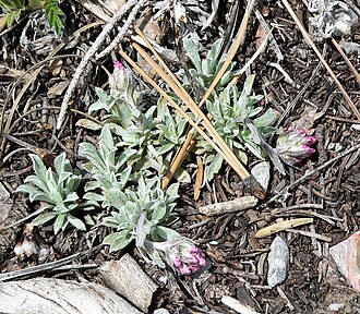 Rosy pussytoes: Antennaria rosea in Lee Canyon near junction of 156 and 158, Spring Mountains, southern Nevada