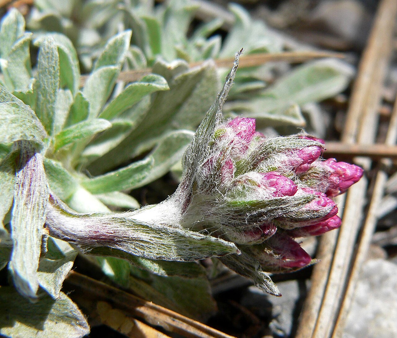 Rosy pussytoes: Antennaria rosea in Lee Canyon near junction of 156 and 158, Spring Mountains, southern Nevada