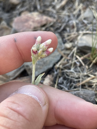 Rosy pussytoes (Antennaria rosea)