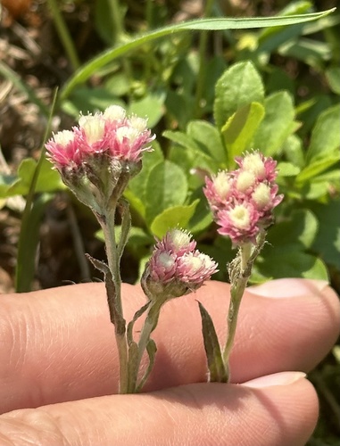 Rosy pussytoes (Antennaria rosea)