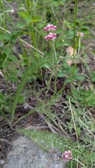 Rosy pussytoes (Antennaria rosea)