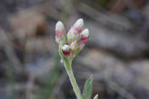 Rosy pussytoes (Antennaria rosea)