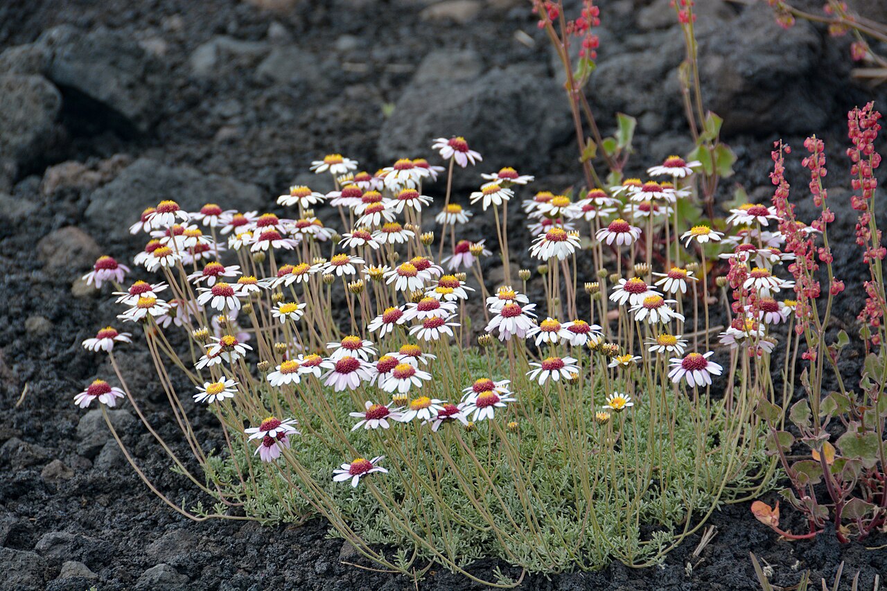 Anthemis aetnensis: Anthemis aetnensis