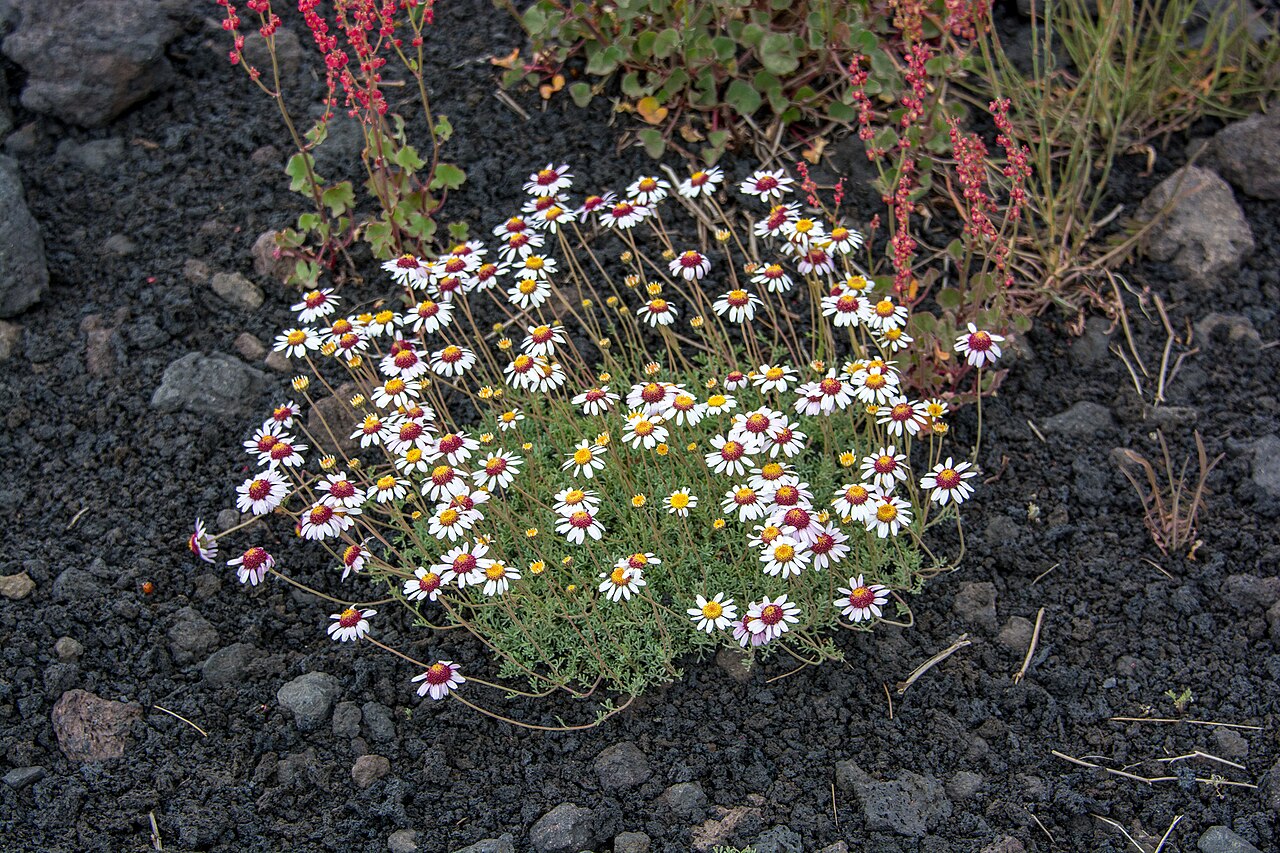 Anthemis aetnensis: Anthemis aetnensis