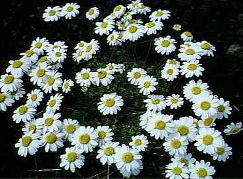 Anthemis aetnensis: Sicilian botanical endemisms Anthemis aetnensis