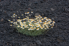 Anthemis aetnensis (Anthemis aetnensis)