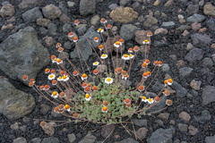 Anthemis aetnensis (Anthemis aetnensis)