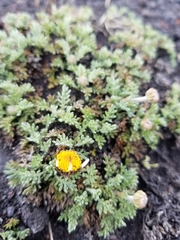 Anthemis aetnensis (Anthemis aetnensis)