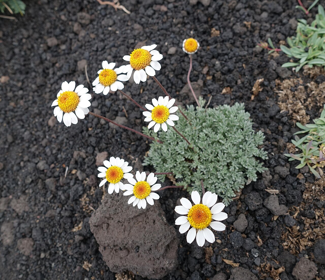Anthemis aetnensis: Anthemis aetnensis, photographié au refuge Sapienza à 1900 m, sur le mont Etna