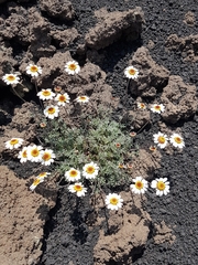 Anthemis aetnensis (Anthemis aetnensis)