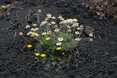 Anthemis aetnensis (Anthemis aetnensis)