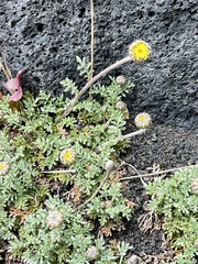 Anthemis aetnensis (Anthemis aetnensis)