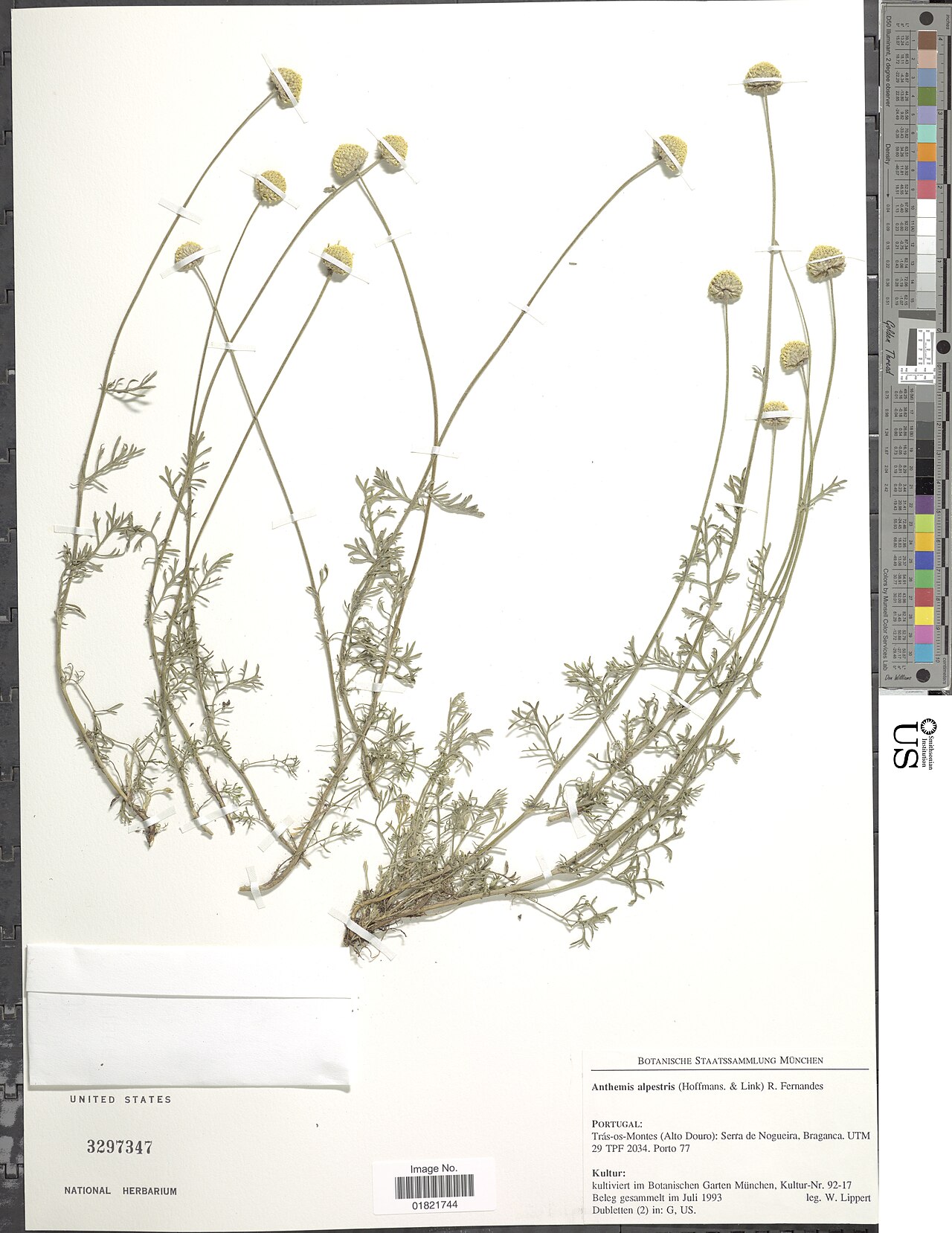 Anthemis alpestris: Pliego del herbario de US National Herbarium, Department of Botany, NMNH, Smithsonian Institution de Anthemis alpestris . Herborizada en 1993. Tras-os-Montes (A