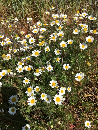 Corn chamomile (Anthemis arvensis)