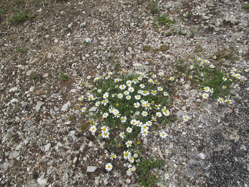 Corn chamomile (Anthemis arvensis)